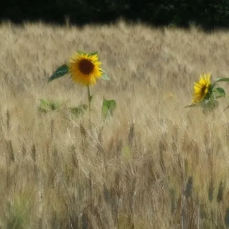 La Fontaiola Farm stay